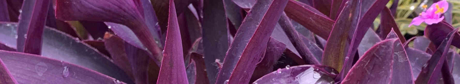 Tradescantia