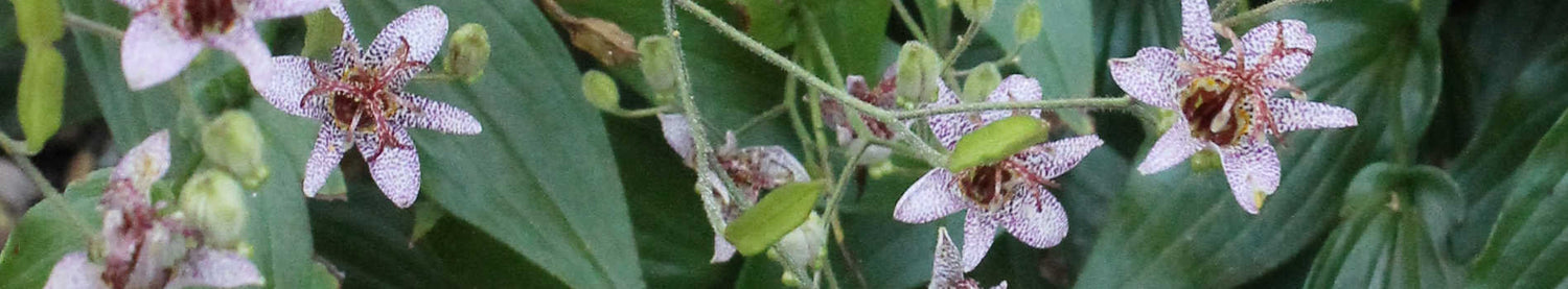 Tricyrtis