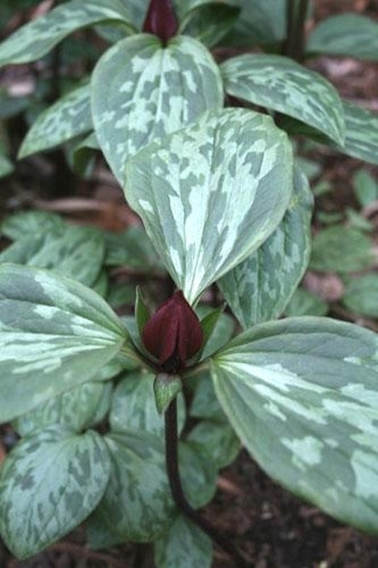 Image of Trillium recurvatum 'Arcadia' taken at Juniper Level Botanic Gdn, NC by JLBG