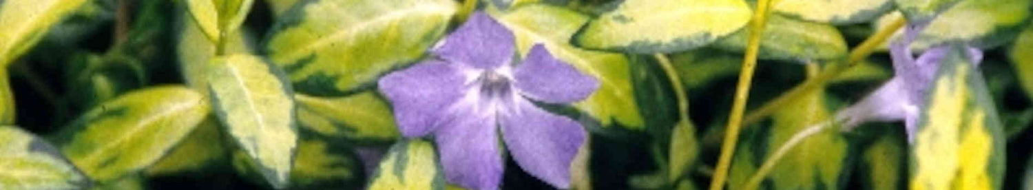 Vinca