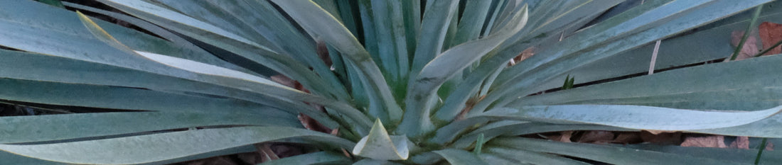 Yucca Pruning - How To Remove Dead Leaves from a Yucca Plant