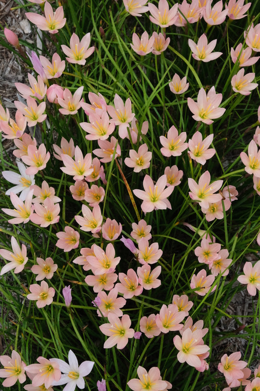 Image of Zephyranthes 'Prairie Sunset' taken at Juniper Level Botanic Gdn, NC by JLBG