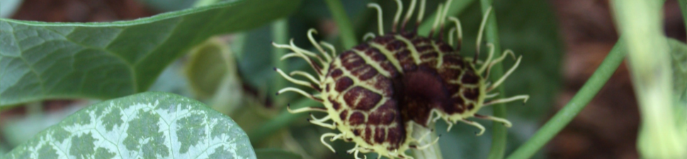 Aristolochia