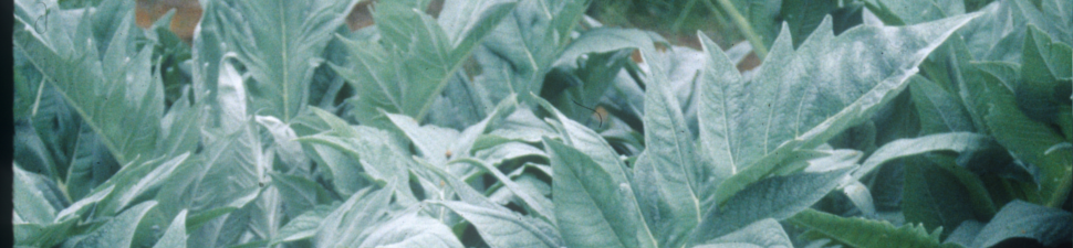 Cynara
